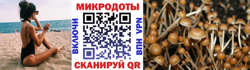 Галлюциногенные грибы Psilocybine cubensis  Лысково 